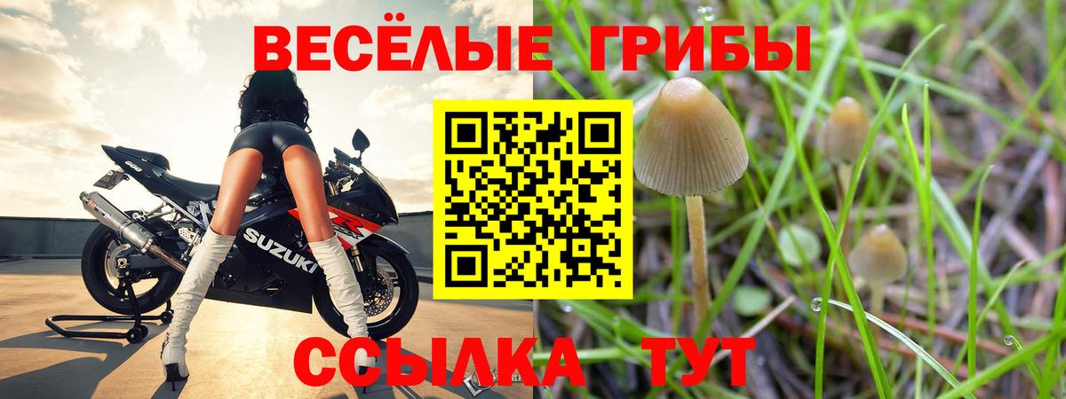 Галлюциногенные грибы Psilocybine cubensis Котлас